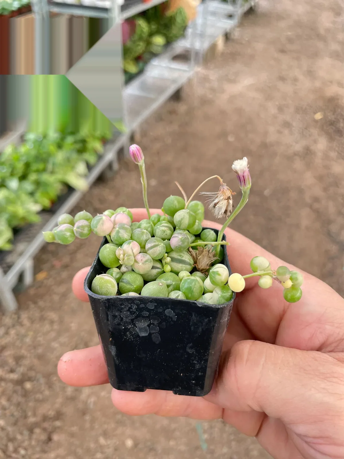 Succulent 