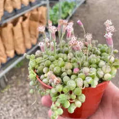 Succulent 'String of Pearls' Variegated Senecio — additional view