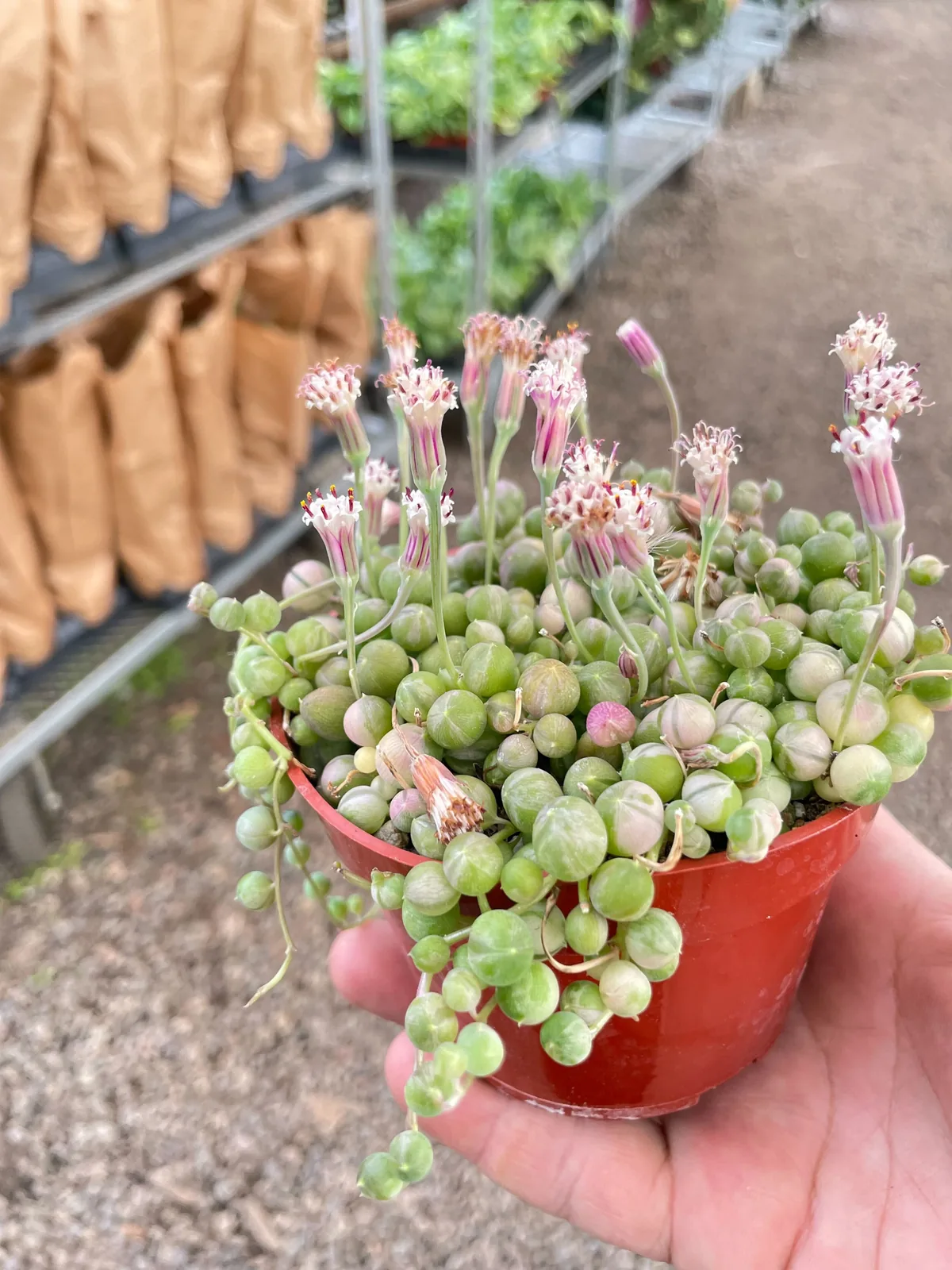 Succulent 