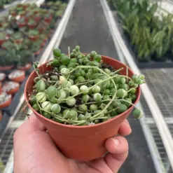 Succulent 'String of Pearls' Variegated Senecio — additional view