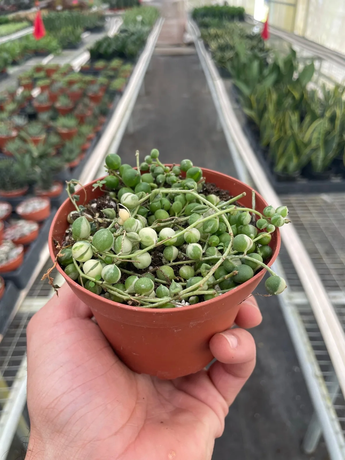 Succulent 