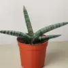 Succulent Stapelia African Starfish houseplant