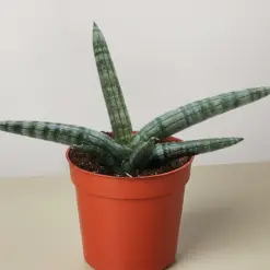 Succulent Stapelia African Starfish houseplant