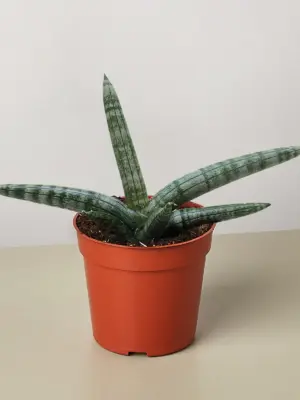 Succulent Stapelia African Starfish houseplant