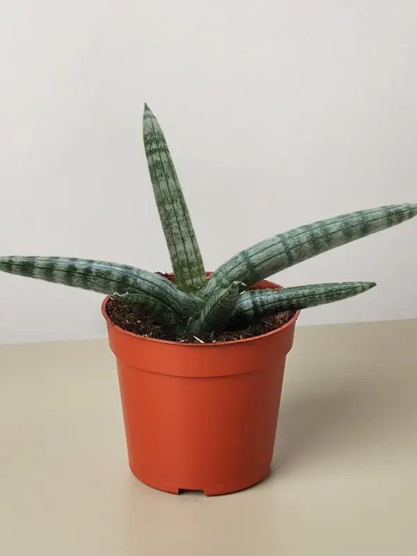 Succulent Stapelia African Starfish houseplant