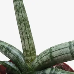 Succulent Stapelia African Starfish — additional view