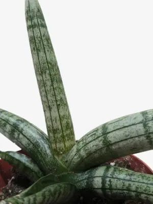 Succulent Stapelia African Starfish — additional view
