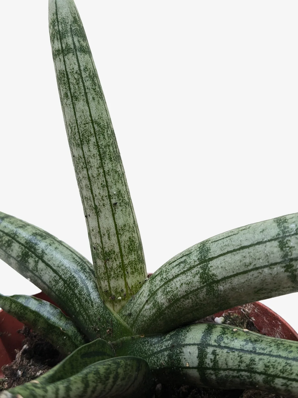 Succulent Stapelia African Starfish — additional view