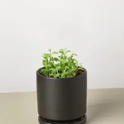 Succulent 'String of Dolphins' — additional view