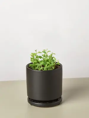Succulent 'String of Dolphins' — additional view