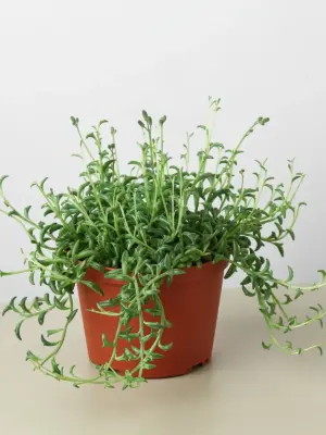 Succulent 'String of Dolphins' — additional view