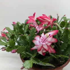 Zygocactus 'Christmas Cactus' Succ Bicolor — additional view