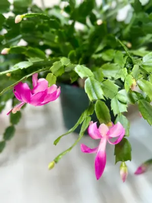 Zygocactus 'Christmas Cactus' Succ Bicolor — additional view