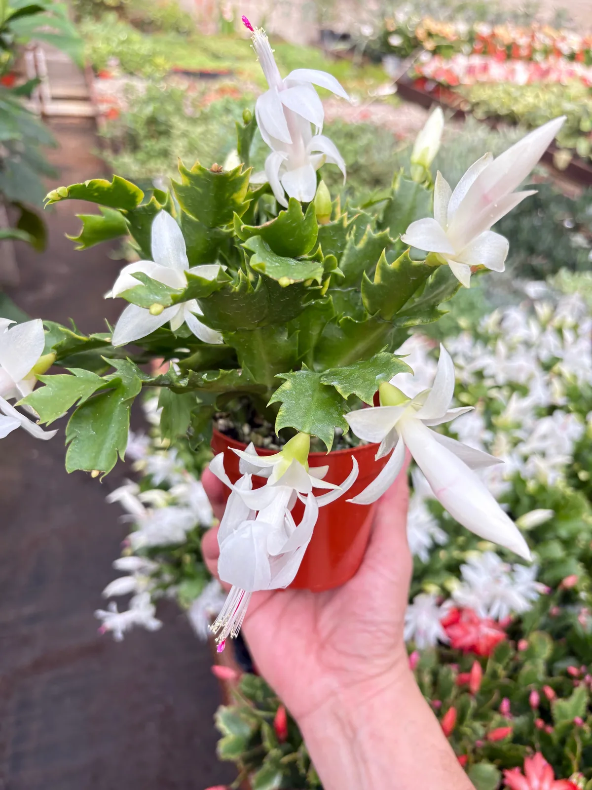 Zygocactus 
