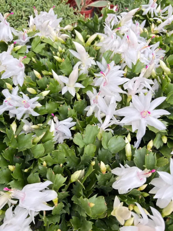 Zygocactus 'Christmas Cactus' Succ Bicolor — additional view