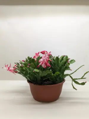 Zygocactus 'Christmas Cactus' Succ Pink houseplant