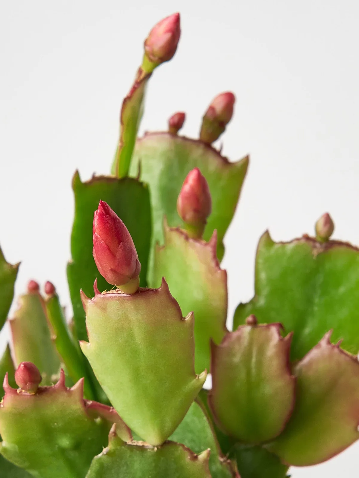Zygocactus 