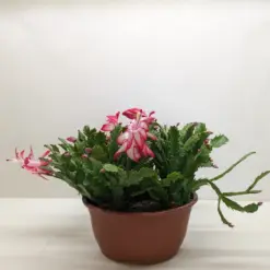 Zygocactus 'Christmas Cactus' Succ Red houseplant