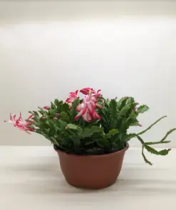 Zygocactus 'Christmas Cactus' Succ Red houseplant