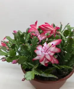 Zygocactus 'Christmas Cactus' Succ Red — additional view