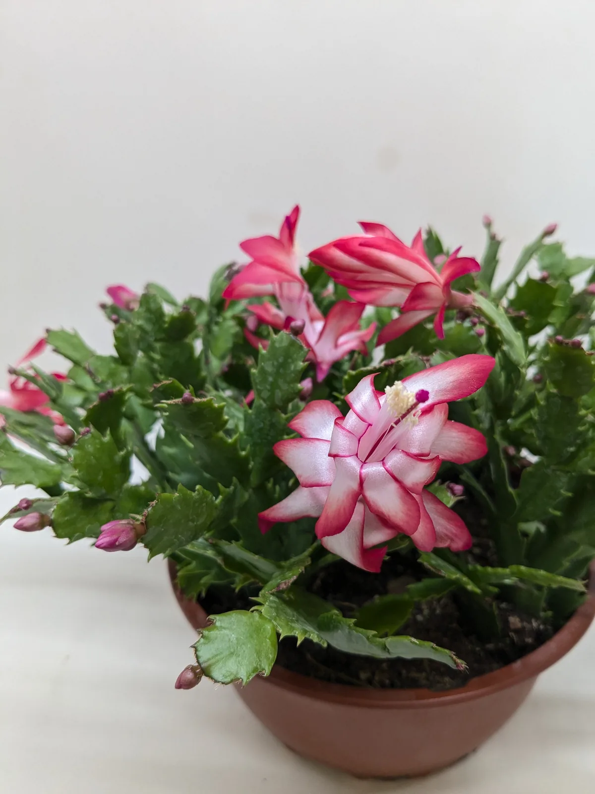 Zygocactus 