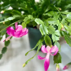 Zygocactus 'Christmas Cactus' Succ Red — additional view