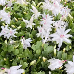 Zygocactus 'Christmas Cactus' Succ Red — additional view