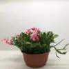 Zygocactus 'Christmas Cactus' Succ White houseplant