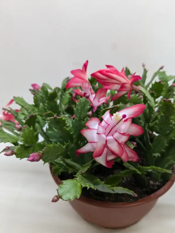 Zygocactus 'Christmas Cactus' Succ White — additional view