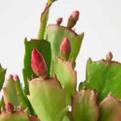 Zygocactus 'Christmas Cactus' Succ White — additional view
