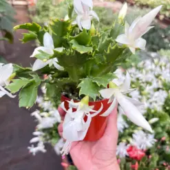 Zygocactus 'Christmas Cactus' Succ White — additional view