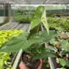 Syngonium 'Albo Variegata' houseplant