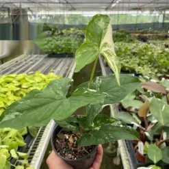 Syngonium 'Albo Variegata' houseplant