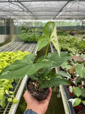 Syngonium 'Albo Variegata' houseplant