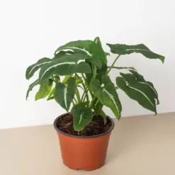 Syngonium wendlandii 'Black Velvet' houseplant