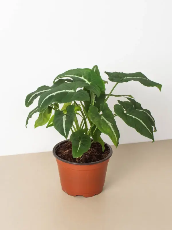 Syngonium wendlandii 'Black Velvet' houseplant