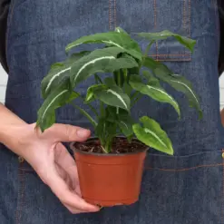 Syngonium wendlandii 'Black Velvet' — additional view