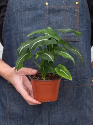 Syngonium wendlandii 'Black Velvet' — additional view