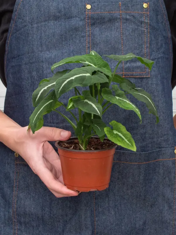 Syngonium wendlandii 'Black Velvet' — additional view