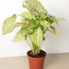 Syngonium 'Confetti' houseplant