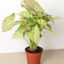 Syngonium 'Confetti' houseplant