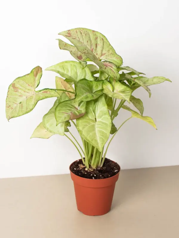 Syngonium 'Confetti' houseplant