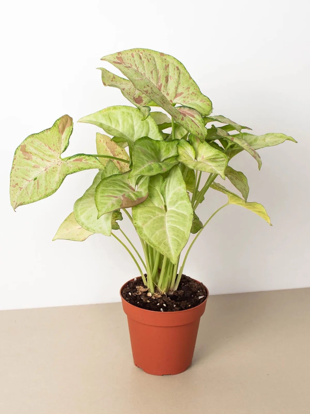 Syngonium 