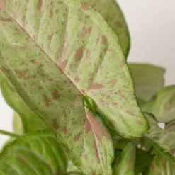 Syngonium 'Confetti' — additional view