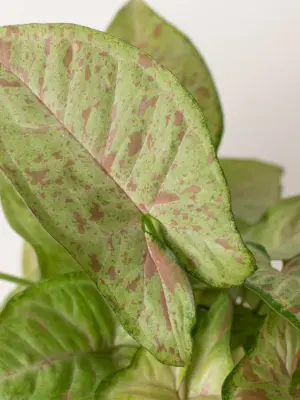 Syngonium 'Confetti' — additional view