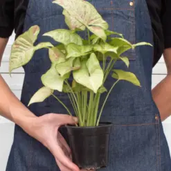 Syngonium 'Confetti' — additional view