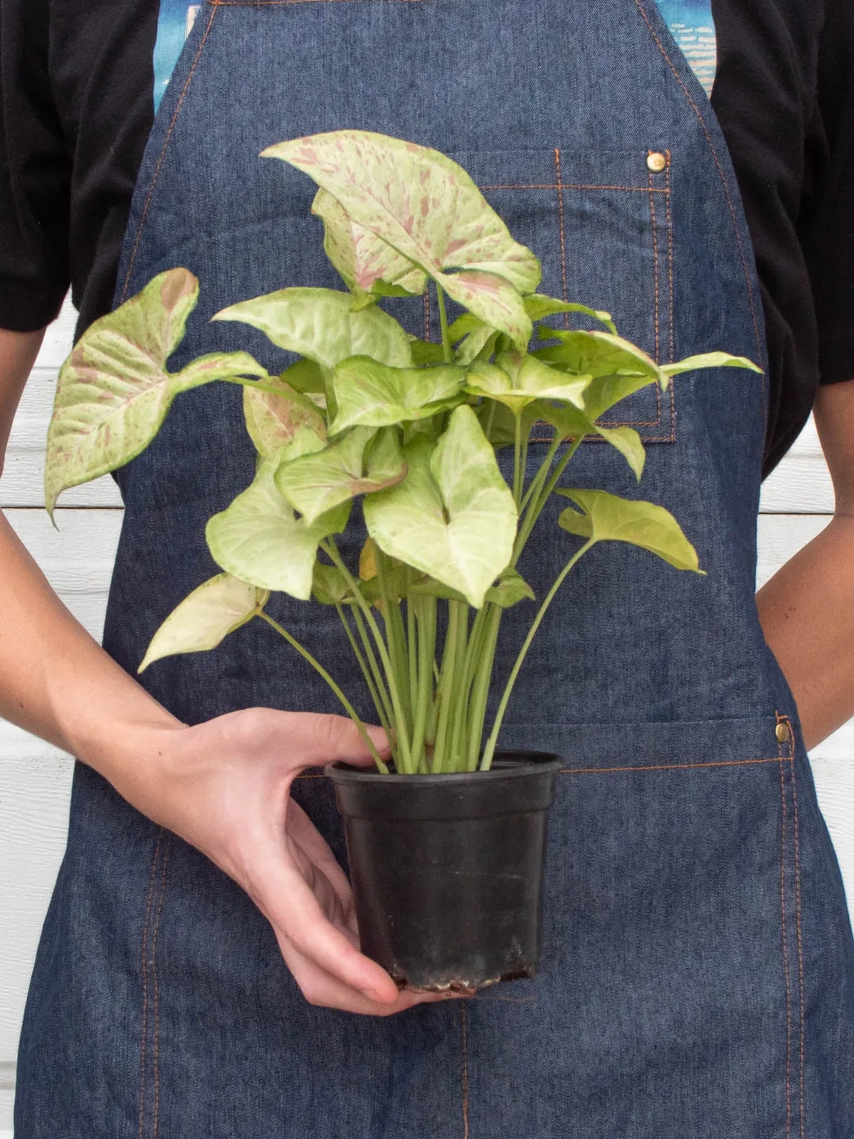 Syngonium 