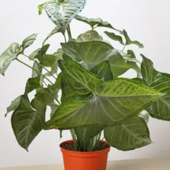 Syngonium 'Confetti' — additional view