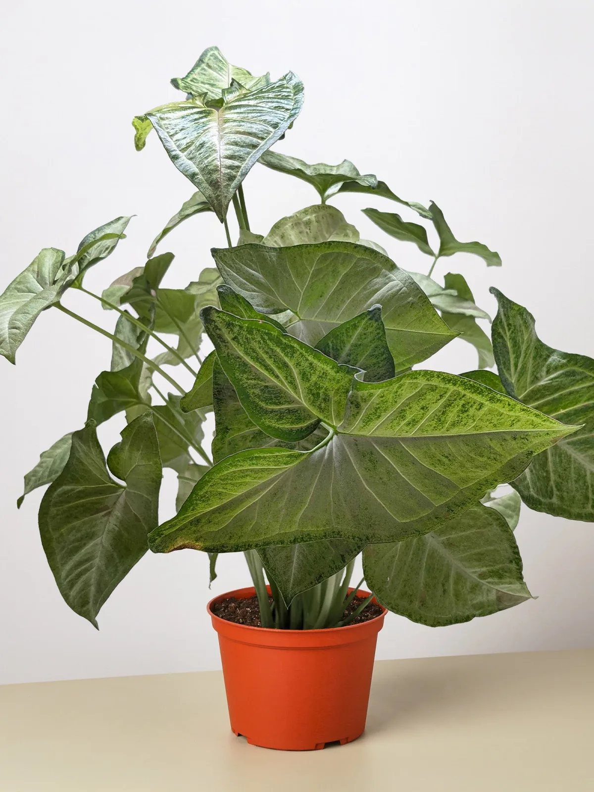 Syngonium 