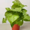 Syngonium Cream Allusion houseplant